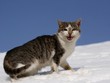 cat walking in snow and growl cat walking in snow and growl