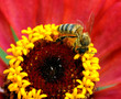 The bee sits on a red flower