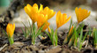 Frühlingserwachen