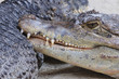 Kaiman Aligator lächelt hinterhältig und zeigt Gebiss