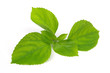 leaf leaf