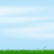 Käfer auf der Wiese