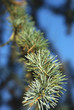Sapin