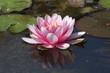 nenuphar rose