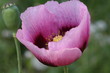 coquelicot mauve