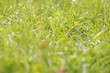 Foto: wiese wiese