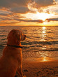 Photo en ligne au meilleur prix Dog watching sunset