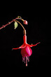 red flower over black