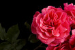 red rose with water drops over black