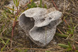 Dead sponge on beach