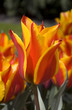 tulps red and yellow