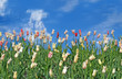 Meadow of tulips.