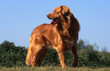 superbe nova scotia duck tolling retriever standard de profil