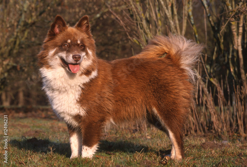Photo: Lapinkoira ou Finnish Lapphund bicolore - race rare Lapinkoira ou Finnish Lapphund bicolore - race rare