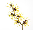 Chinesische Zaubernuß, Hamamelis mollis