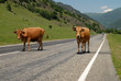 Cows go on road to mountains. Caucasus. Russia.