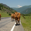 Cows go on road to mountains. Caucasus. Russia