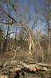 Dégât forestier