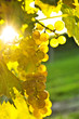 Yellow grapes