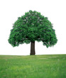 ARBRE