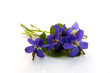 Violettes sauvages sur fond blanc
