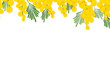 Mimose