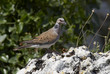 Tortora, Turtle Dove