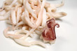 Cooked squid