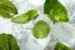 Leaves of mint in ice
