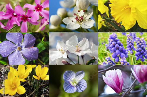 Photo: Spring Flower Collage Spring Flower Collage