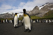 Foto: Königspinguine auf Südgeorgien Königspinguine auf Südgeorgien