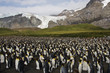 Foto: Pinguinkolonie in Südgeorgien Pinguinkolonie in Südgeorgien