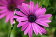 Photo: Pink Blueten Makro Pink Blueten Makro