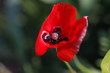 eclatent coquelicot