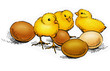 Baby Chicks illustration