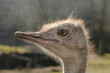 Portrait Vogel Strauß
