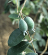 Feija, Acca sellowiana