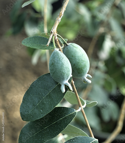 Photo: Feija, Acca sellowiana Feija, Acca sellowiana