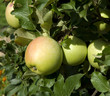 Zuccalmaglio; Apfel