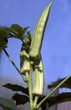 Okra