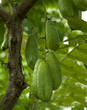 Gurkenbaum, Averrhoa Bilimbi