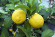 Zitrone, Citrus volkameriana