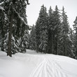 Promenade dans les sapins sous la neige