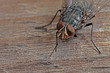 Closeup of fly on wood