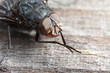 Extreme closeup of fly