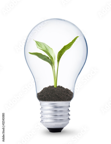 Photo: green energy concept, lightbulb with plant growing inside green energy concept, lightbulb with plant growing inside
