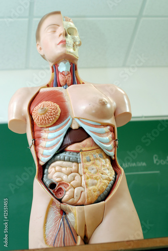 Photo: Le corps humain - organes de la femme Le corps humain - organes de la femme
