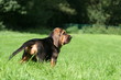 chiot saint hubert en balade dans le jardin en ete