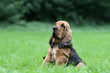 le jeune saint hubert assis tranquillement dans l'herbe