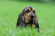magnifique portrait du saint hubert dans l'herbe